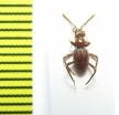 Leiodidae sp.  Philippines - INSECTS-STORE.RU