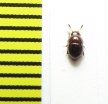 Agathidium badium  Belorussia - INSECTS-STORE.RU