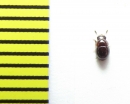 Agathidium confusum  Belorussia - INSECTS-STORE.RU