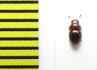 Agathidium pisanum  Belorussia - INSECTS-STORE.RU