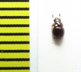 Agathidium plagiatum  Belorussia - INSECTS-STORE.RU