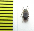 Catops fuliginosus  Belorussia - INSECTS-STORE.RU