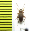 Choleva oblonga  Belorussia - INSECTS-STORE.RU