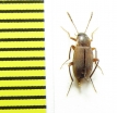 Choleva oblonga  Belorussia - INSECTS-STORE.RU