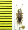 Choleva zolotarevi  Russia, Krasnodar reg. - INSECTS-STORE.RU