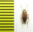 Cholevinus fuscipes securifer  Russia, Astrakhan reg. - INSECTS-STORE.RU