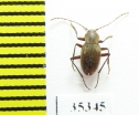 Cytodromus henroti  France (cave beetle) - INSECTS-STORE.RU