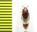 Leiodes obesa  Belorussia - INSECTS-STORE.RU