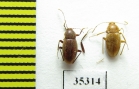 Orostygia marcelloi  Italy - INSECTS-STORE.RU
