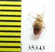 Perriniella faurai  Spain (cave beetles) - INSECTS-STORE.RU