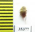 Phacomorphus alexinae  France (cave beetle) - INSECTS-STORE.RU