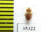 Speonomus pyreneus  France (cave beetle) - INSECTS-STORE.RU