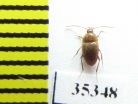 Speonomus stygius brevicornis  France (cave beetle) - INSECTS-STORE.RU