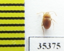 Speonomus stygius  France (cave beetle) - INSECTS-STORE.RU