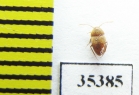 Speonomus zophosinus  France (cave beetle) - INSECTS-STORE.RU