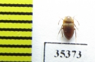 Trapezodirus arcticollis  Spain (cave beetle) - INSECTS-STORE.RU