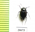 Scaphidiidae sp.  China, Gansu prov. - INSECTS-STORE.RU