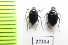 Scaphidiidae sp.  Madagascar - INSECTS-STORE.RU