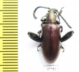 Sagra sp.  Madagascar - INSECTS-STORE.RU