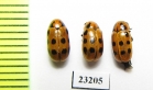 Chrysomelidae sp.  South Africa Rep. - INSECTS-STORE.RU