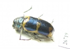 Chrysomelidae sp.  South Africa Rep. - INSECTS-STORE.RU