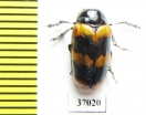 Chrysomelidae sp.  South Africa Rep. - INSECTS-STORE.RU