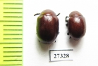 Chrysomelidae sp.  South Africa Rep. - INSECTS-STORE.RU