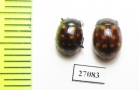 Chrysomelidae sp.  South Africa Rep. - INSECTS-STORE.RU