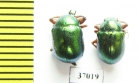 Chrysomelidae sp.  South Africa Rep. - INSECTS-STORE.RU