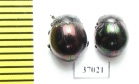 Chrysomelidae sp.  South Africa Rep. - INSECTS-STORE.RU