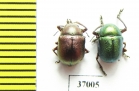 Chrysomelidae sp.  South Africa Rep. - INSECTS-STORE.RU