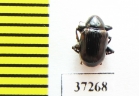 Chrysomelidae sp.  South Africa Rep. - INSECTS-STORE.RU