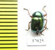 Chrysomelidae sp.  South Africa Rep. - INSECTS-STORE.RU