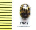 Chrysomelidae sp.  South Africa Rep. - INSECTS-STORE.RU