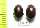 Chrysomelidae sp.  South Africa Rep. - INSECTS-STORE.RU