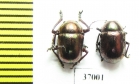 Chrysomelidae sp.  South Africa Rep. - INSECTS-STORE.RU