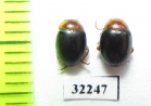 Chrysomelidae sp.  South Africa Rep. - INSECTS-STORE.RU