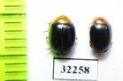 Chrysomelidae sp.  South Africa Rep. - INSECTS-STORE.RU