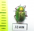 Chrysomelidae sp.  South Africa Rep. - INSECTS-STORE.RU