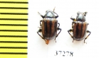 Chrysomelidae sp.  South Africa Rep. - INSECTS-STORE.RU