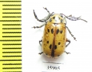 Chrysomelidae sp.  Tanzania - INSECTS-STORE.RU