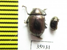 Chrysomelidae sp.  Tanzania - INSECTS-STORE.RU