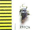 Chrysomelidae sp.  Tanzania - INSECTS-STORE.RU