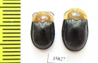 Chrysomelidae sp.  Tanzania - INSECTS-STORE.RU
