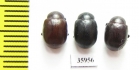 Chrysomelidae sp.  Tanzania - INSECTS-STORE.RU