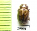Chrysomelidae sp.  Tanzania - INSECTS-STORE.RU