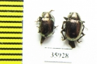 Chrysomelidae sp.  Tanzania - INSECTS-STORE.RU