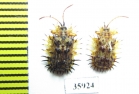 Chrysomelidae sp.  Tanzania - INSECTS-STORE.RU