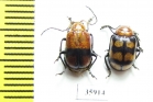 Chrysomelidae sp.  Tanzania - INSECTS-STORE.RU