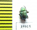 Chrysomelidae sp.  Tanzania - INSECTS-STORE.RU